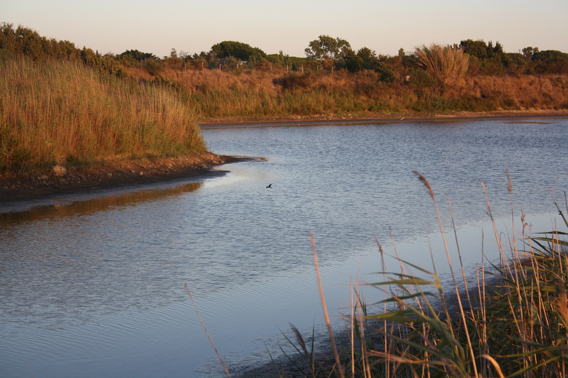 Reeds and water at the Saline di Tarquinia nature reserve
